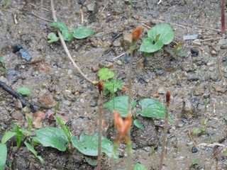 DSCN3088 (2).JPG
