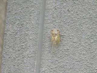 DSCN3108 (2).JPG