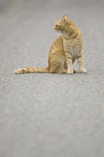 cat-gd9f3be872_640.jpg