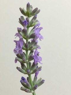 image.jpeg