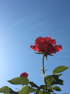 image.jpeg