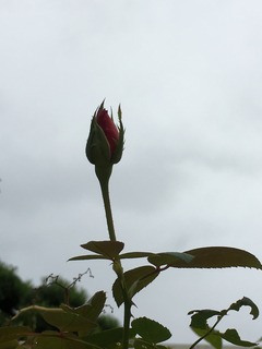 image.jpeg