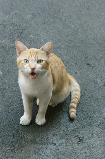 image.jpeg