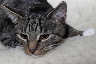 image.jpeg