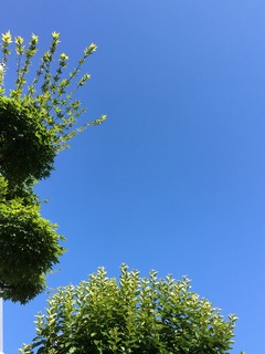 image.jpeg