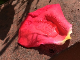 image.jpeg