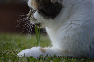 image.jpeg