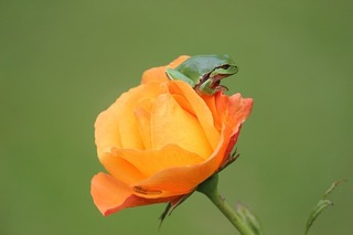 image.jpeg