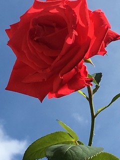 image.jpeg