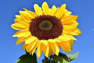 sunflower-g9e4c7274b_640.jpg